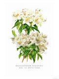 Buy Rhododendron Augustinii and Its White Form at AllPosters.com