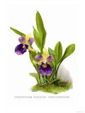 Buy Zygopetalum Discolor Atrocoeruleum at AllPosters.com