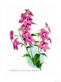 Buy Browallia Speciosa Major at AllPosters.com