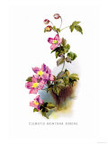 Buy Clematis Montana Rubens at AllPosters.com