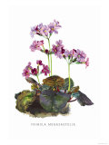 Buy Primula Megasaefolia at AllPosters.com