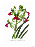 Buy Cymbidium Rhodochilum at AllPosters.com