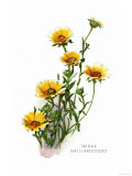 Buy Tridax Gaillardioides at AllPosters.com