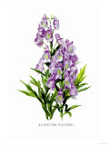 Buy Aconitum Fischeri at AllPosters.com