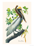 Brown Pelican