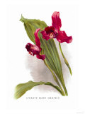 Buy Lycaste Mary Gratrix at AllPosters.com