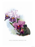 Buy Laelia Prestans Oakwood Var at AllPosters.com