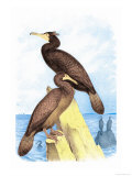 Townsend's Cormorant