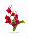 Buy Nicotiana Sanderae at AllPosters.com