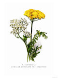 Buy A. Clipeolata Achillea Lingulata Var Buglossis at AllPosters.com