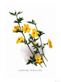 Buy Jasminum Primulinum at AllPosters.com