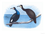 Violet Green Cormorant and Florida Cormorant