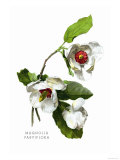 Buy Magnolia Parviflora at AllPosters.com
