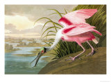 Roseate Spoonbill