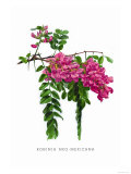 Buy Robinia Neo-Mexicana at AllPosters.com