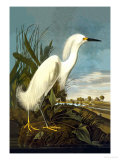 Buy Snowy Egret at AllPosters.com