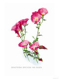 Buy Oenothera Speciosa Var Rosea at AllPosters.com