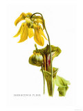 Buy Sarracenia Flava at AllPosters.com