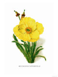 Buy Meconopsis Integrifolia at AllPosters.com
