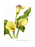 Buy The Cambridge Calla at AllPosters.com
