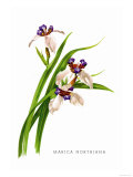 Buy Marica Northiana at AllPosters.com