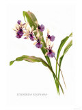 Buy Zygonesia Rolfeana at AllPosters.com