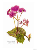 Buy Eupatorium Ianthinum at AllPosters.com