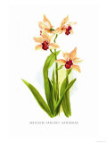 Buy Mbidium Parishii Sanderae at AllPosters.com