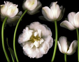 Buy Tulip Garden at AllPosters.com