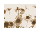 Buy Caught on the Breeze at AllPosters.com