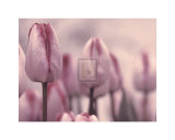 Buy Les Tulipes I at AllPosters.com
