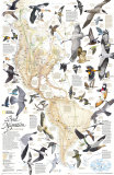 Buy Bird Migration Map, Western Hemisphere at AllPosters.com
