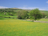 Buy Wild Flower Meadow, Swaledale, Yorkshire Dales National Park, North Yorkshire, England, UK, Europe at AllPosters.com