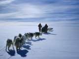 Buy Huskies and Dog Sledge, Antarctica at AllPosters.com