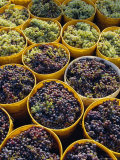 Buy Picked Grapes in a Vineyard, Pisa, Tuscany, Italy, Europe at AllPosters.com