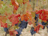 Buy Autumn Colours in a Vineyard, Barbera Grape Variety, Barolo, Serralunga, Piemonte, Italy, Europe at AllPosters.com