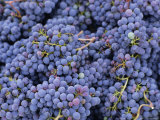 Buy Close-up of Sangiovese Grapes for Chianti, Greve, Chianti Classico, Tuscany, Italy, Europe at AllPosters.com