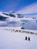 Buy Gentoo Penguins, Antarctic Peninsula, Antarctica at AllPosters.com