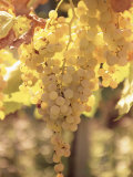 Buy Close-up of Malvasia Grapes in Vineyard Outside Frascati, Frascati, Lazio, Italy, Europe at AllPosters.com