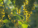 Buy Garganega Grapes, Soave, Veneto, Italy, Europe at AllPosters.com