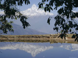 Buy Mount Machapuchare (Machhapuchhare) Reflected in Phewa Lake, Himalayas, Nepal, Asia at AllPosters.com