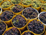 Buy Picked Grapes in a Vineyard, Pisa, Tuscany, Italy, Europe at AllPosters.com