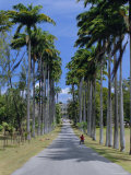 Palm Lined Road to Bathsheba, Barbados, West Indies, Caribbean, Central America