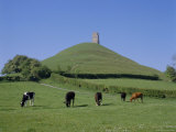 Buy Cattle Grazing in Front of Glastonbury Tor, Glastonbury, Somerset, England, UK, Europe at AllPosters.com