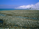 King Penguin Colony, St. Andrew's Bay, South Georgia Island, South Atlantic