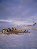 Gentoo Penguin Rookery, Antarctic Peninsula, Antarctica