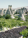 Buy Grapes Drying, Vineyard and Cone Houses, Cappadocia, Anatolia, Turkey, Asia Minor, Asia at AllPosters.com