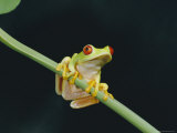 Buy Red Eyed Tree Frog (Agalythnis Callidryas), South America at AllPosters.com