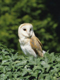 Buy Portrait of a Barn Owl (Tyto Alba) at AllPosters.com