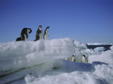 Adelie Penguins, Antarctica